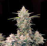 FASTBUDS SEEDS - SKUNK AUTO