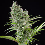 BUDDHA SEEDS - ZKITT AUTO