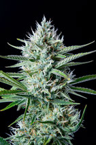 FASTBUDS SEEDS  - WHITE WIDOW AUTO
