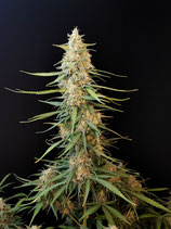 FASTBUDS SEEDS  - SOUR DIESEL AUTO