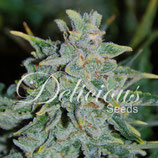 DELICIOUS SEEDS Auto - NORTHERN LIGHT BLUE AUTO