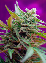 SWEET SEEDS AUTO - BLACK JACK AUTO