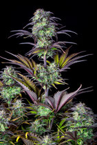 FASTBUDS SEEDS  - BLUEBERRY AUTO