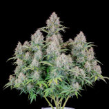 FASTBUDS SEEDS  - CINDERELLA AUTO