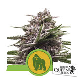 ROYAL QUEEN AUTO - ROYAL GORILLA AUTOMATIC