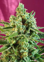 SWEET  SEEDS - SWEET AFGHANI DELICIOUS  CBD