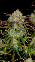 FASTBUDS SEEDS  - FROSTBANGER AUTO