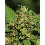 HUMBOLDT - EMERALD FIRE OG AUTO