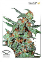 DUTCH PASSION - ORANGE BUD