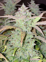 FASTBUDS SEEDS  - ORANGE SHERBET