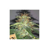 FASTBUDS SEEDS  - RUSSIAN AUTO