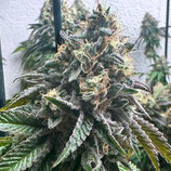 GENETHIK AUTO - STRAWBILBO BANANA AUTO