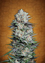 FASTBUDS SEEDS - MEXICAN AIRLINES