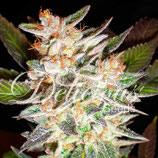 DELICIOUS SEED - DELICIOUS CANDY AUTO