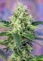 SWEET SEEDS - CRYSTAL CANDY