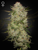 GREEN HOUSE SEEDS - HIGHCLOUDZ AUTO