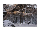 Goldener Winter