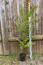 Chinesischer Gewürzbaum (Toona sisensis)