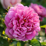 Rose Princess Anne