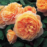 Rose Crown Princess Margarete