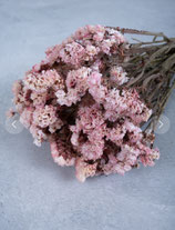 Staticie rose-Strandflieder