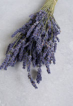 Lavendel