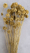 Skabiosa gold