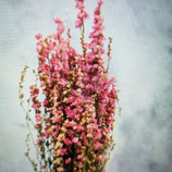 Delphinium pink