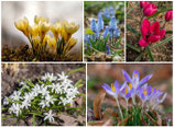 Blumenzwiebel-Mischung "Verwilderungspaket, frühblühend" - Mix aus frühen Wildarten (Blumenzwiebeln)