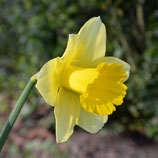 Narcissus 'Rijnveld's Early Sensation' - Trompetennarzisse (Blumenzwiebeln)