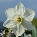 Narcissus 'Stainless' - Großkronige Narzisse (Blumenzwiebeln)