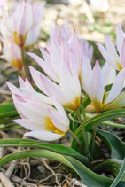 Tulipa cretica 'Hilde' - Kretische Tulpe (Blumenzwiebeln)