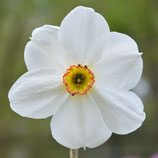 Narcissus poeticus Actaea - Dichternarzisse (Blumenzwiebeln)