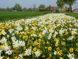 Narzissen-Mischung "Charisma LT" (Blumenzwiebeln)