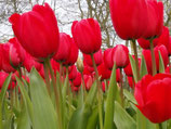 Tulipa 'Red Impression' - Darwin-Hybrid-Tulpe (Bio-Blumenzwiebeln DE-ÖKO-037)