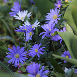 Anemone blanda 'Blue Shades' - Blaue Frühlingsanemone (Bio-Blumenzwiebeln, DE-ÖKO-037)