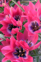 Tulipa humilis 'Little Beauty' - Miniatur-Tulpe (Bio-Blumenzwiebeln DE-ÖKO-037)