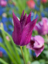 Tulipa 'Purple Dream' - Lilienblütige Tulpe (Blumenzwiebeln)