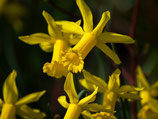 Narcissus 'Peeping Tom' - Alpenveilchen-Narzisse (Blumenzwiebeln)