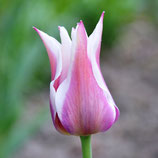 Tulipa 'Ballade' - Lilienblütige Tulpe (Blumenzwiebeln)