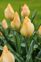 Tulipa batalinii 'Bright Gem' - Zwerg-Tulpe (Blumenzwiebeln)