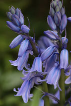 Hyacinthoides hispanica blau - Spanisches Hasenglöckchen (Bio-Blumenzwiebeln DE-ÖKO-037)
