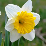 Narcissus 'Ice Follies' - Großkronige Narzisse (Blumenzwiebeln)