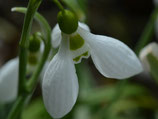 Galanthus elwesii var. elwesii - Großblütiges Schneeglöckchen (Blumenzwiebeln)