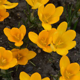 Crocus flavus 'Grote Gele' - Gold-Krokus (Bio-Blumenzwiebeln DE-ÖKO-037)