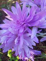 Colchicum-Hybride 'Waterlily' - Herbst-Zeitlose (Blumenzwiebeln) 2 Stück