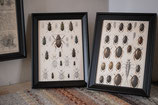 Chromolithographie von Käfern