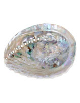 Abalone smudge schelp