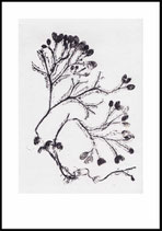 Seaweed, grey. 70x100