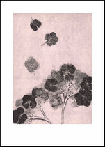 Hortensia, blush. 50x70